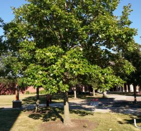 A swamp white oak stands in the circle outside of the Campbell Student Union.