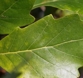 A closeup of a swamp white oak leaf.