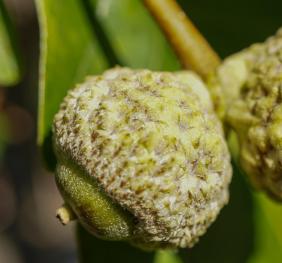 A closeup of swamp white oak acorns.