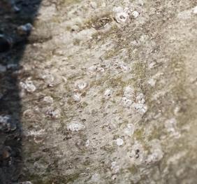 The dappled gray bark of a scarlet oak.