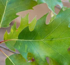 The bright green leaves of a scarlet oak contrast against its red stems.