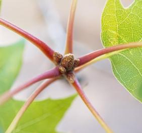 The red stems of a scarlet oak.