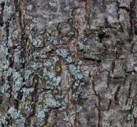 The scaly bark of a shingle oak.