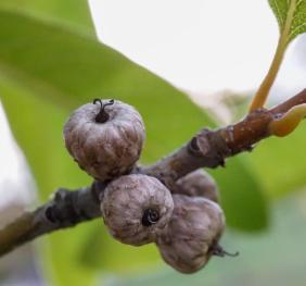 The developing acorns of a shingle oak.