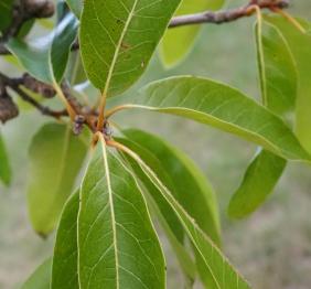 The elongate, oval-shaped leaves of a shingle oak.