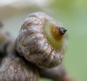 A closeup of shingle oak acorns.