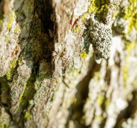 The bark of a bur oak covered in lichens.