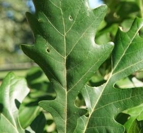 Bur oak leaves.