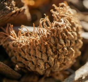 A cap from one of last year's bur oak acorns showing its highly ornate structure.