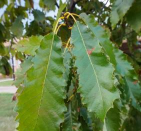 The oval leaves of a chinkapin oak displaying their wavy margins.