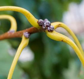 The thick, yellow leaf stems of a chinkapin oak.