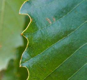 The wavy leaf margin of a chinkapin oak leaf.
