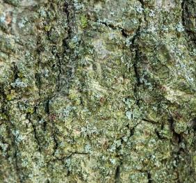 The bark of a pin oak covered in lichens.