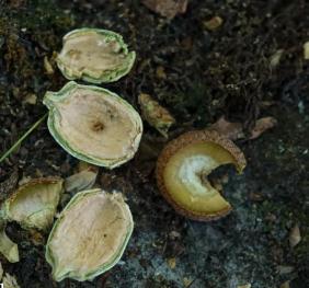 The base of a pin oak is littered with half-eaten acorns.