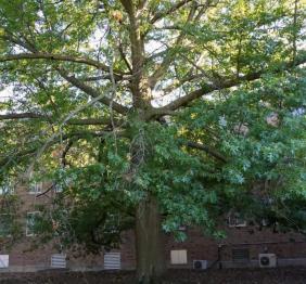 This large pin oak, located outside of Perry Hall, is the oldest tree on campus.