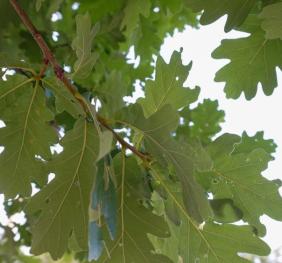 The foliage of an English oak.