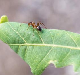 A carpenter ant rests on a developing English oak leaf.