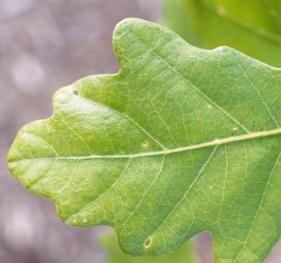 A closeup of an English oak leaf.