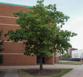 A northern red oak located outside of the Houston Gym.