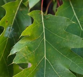 The leaves of a northern red oak.