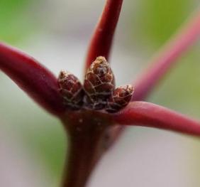 The red stems of a northern red oak.