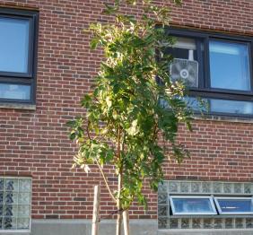 A northern mountain-ash located outside of Neumann Hall.