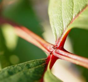 The deep red stems of a northern mountain-ash.