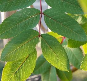 The green leaves and red stems of a northern mountain-ash.