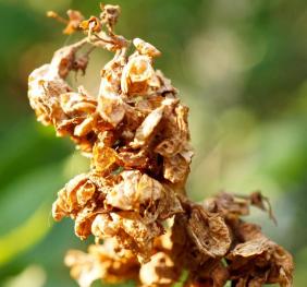 Even after losing their color, the dried flowers of a lilac bush retain an eerie beauty.