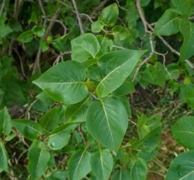 The heart shaped leaves of a lilac bush.