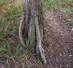 The prominent roots of a bald cypress.