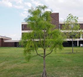 A bald cypress located outside of Buckham Hall.