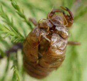 The shed molt of a cicada clings to bald cypress foliage.