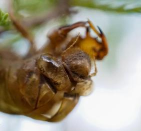 A cicada's shed exoskeleton hangs from the branch of a bald cypress.