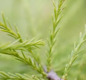 The bright green foliage of a bald cypress.