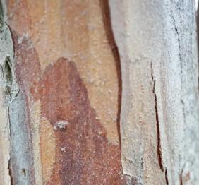 The smooth bark of a bald cypress displays shades of green, tan, and reddish tan.