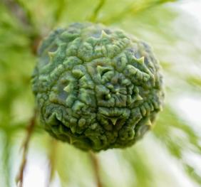 The globe-shaped female cone of a bald cypress.