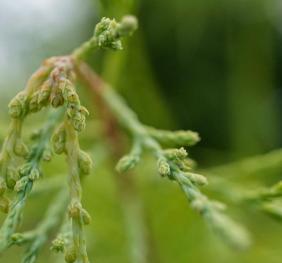 A cluster of small, male cones on a bald cypress.