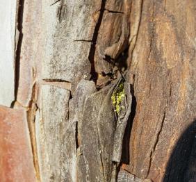 The cracked bark of an English yew displaying shades of grey and terracotta orange.