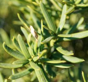 The spiky foliage of an English yew.