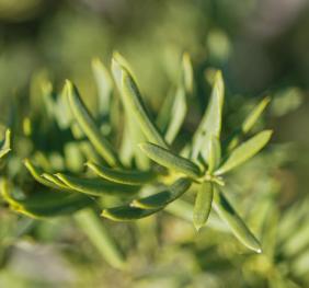 A closeup of English yew needles, showing their sharp points and yellow-green color.