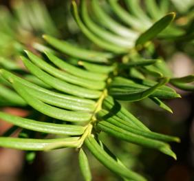 The needles of a hybrid yew are longer and smoother than those of an English yew. They also lack the English yew's sharp tip.