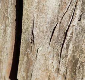 The smooth, grey-brown bark of a hybrid yew.