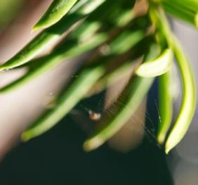 A tiny spiderweb hangs from the needles of a hybrid yew.