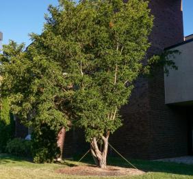 A hybrid yew outside of the EH Butler Library.