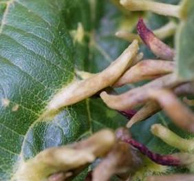 An American basswood covered in long, thin growths known as spindle-galls. The galls are formed by the plant in response to egg-laying by a tiny mite. The gall forms to enclose the developing mite that eventually hatches as an adult.