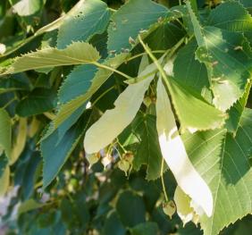 The dark, green glossy leaves of an American basswood contrast against its light green bracts - specialized leaves that grow on the same stem as its fruits. 