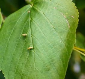 A white basswood leaf with spindle-galls.