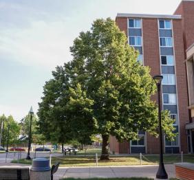 A white basswood outside of Twin Rise.