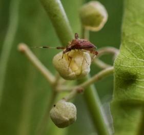 A hemipteran - an aphid-like bug with sucking mouthparts - feeds on a silver linden flower bud.